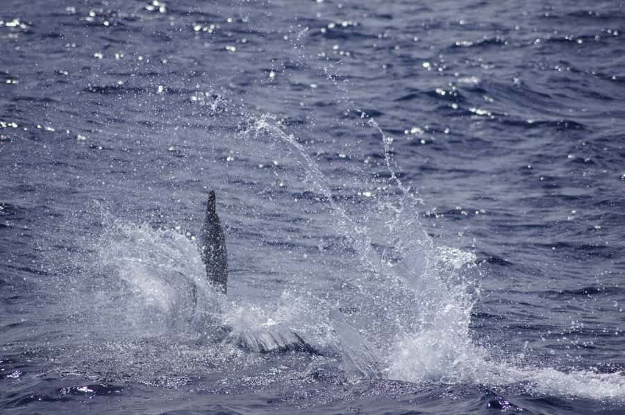 Black River: Dolphin Swim and Whale Watching by Speedboat - Animal welfare and the crowded water