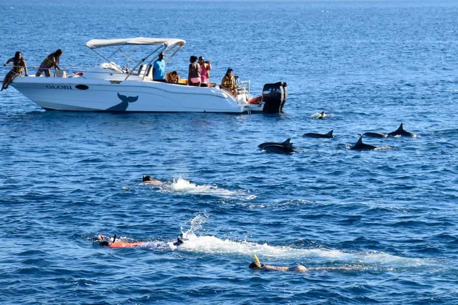 Black River: Dolphin Swim and Whale Watching by Speedboat - What the $129 price gives you