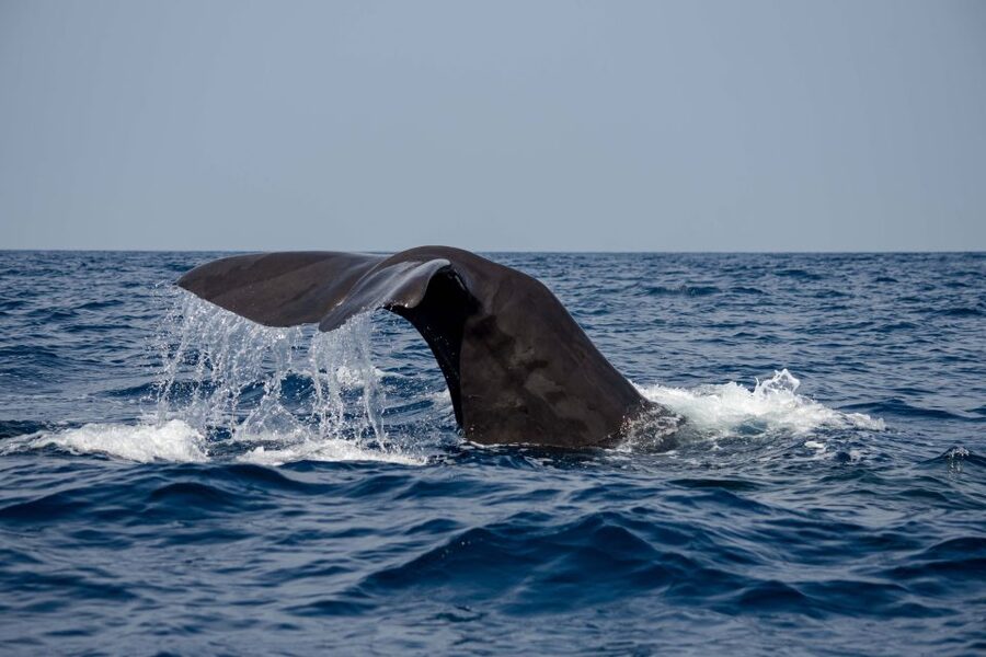 Bleik: Whale Watching by Speedboat with Puffins and Muffins - Who should book this experience