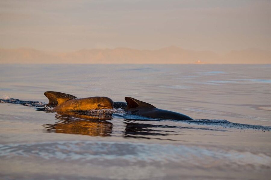 Bleik: Whale Watching by Speedboat with Puffins and Muffins - Why Bleik is such a good place for whale watching