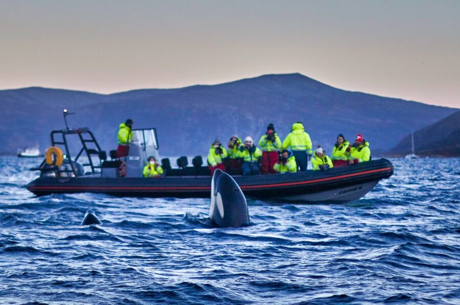 Bleik: Whale Watching by Speedboat with Puffins and Muffins - The midnight sun changes the evening trip