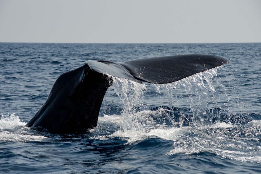 Bleik: Whale Watching by Speedboat with Puffins and Muffins - The crew and the value of a small boat