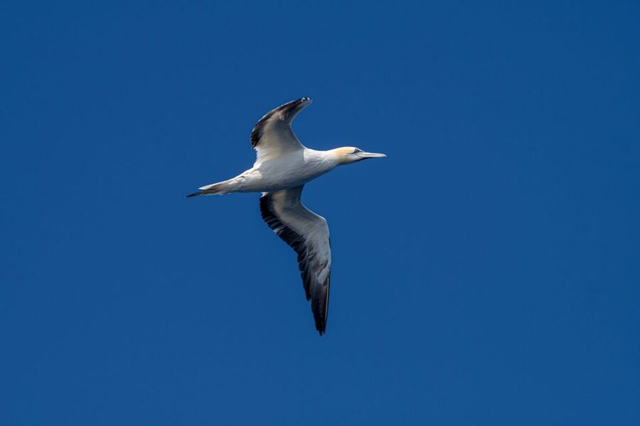 Bleik: Whale Watching by Speedboat with Puffins and Muffins - What to wear and what to bring