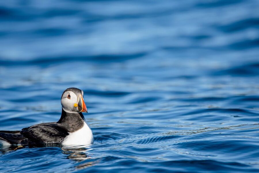 Bleik: Whale Watching by Speedboat with Puffins and Muffins - Is $199 a fair price?