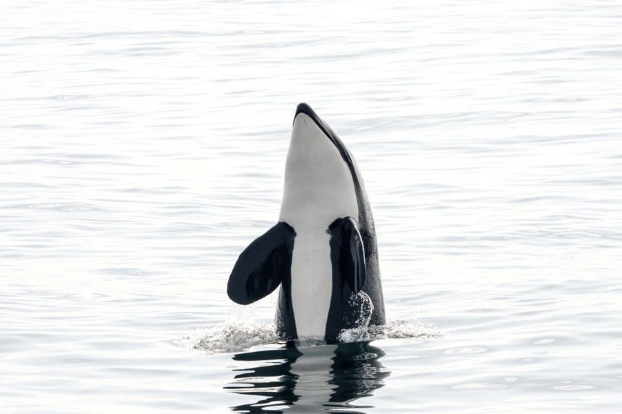 Bleik: Whale Watching by Speedboat with Puffins and Muffins - What the 3.5-hour outing feels like