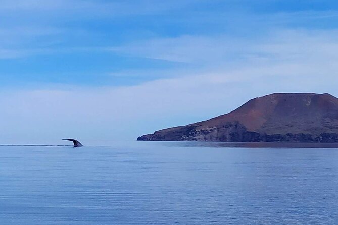 Blue Whale Watching Experience in Loreto - Leaving Faro de Loreto at 8:00 a.m.
