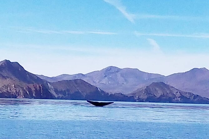 Blue Whale Watching in Loreto - Key points at a glance