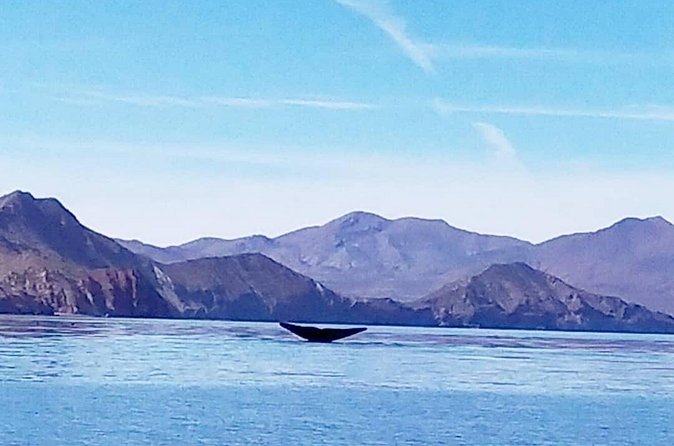 Blue Whale Watching in Loreto - Why blue whales make this Loreto trip special