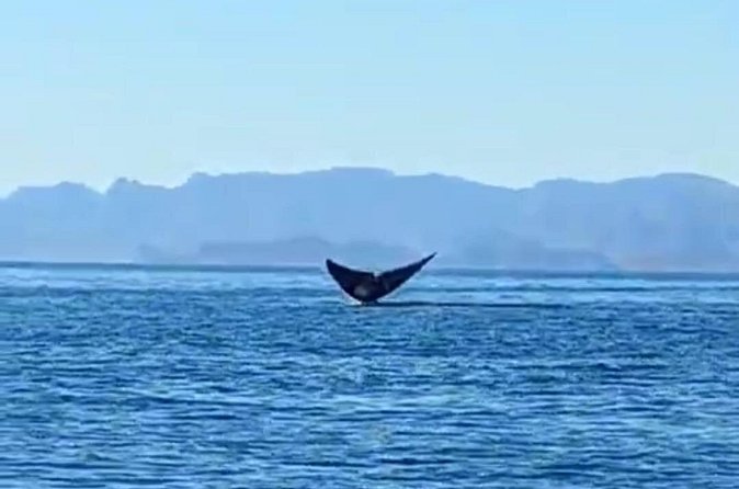 Blue Whale Watching in Loreto - Cruising through Loreto Bay National Marine Park