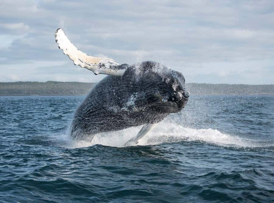 Boa Vista: Whale Watching Trip with Motoryacht - Key points to know before you book
