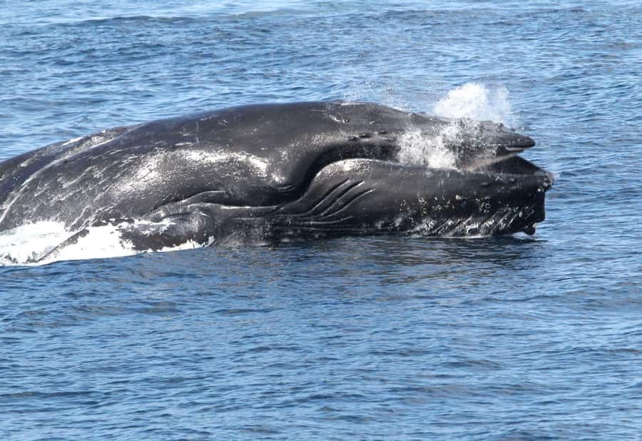 Boa Vista: Whale Watching Trip with Motoryacht - Why Boa Vista is a strong place to watch humpbacks