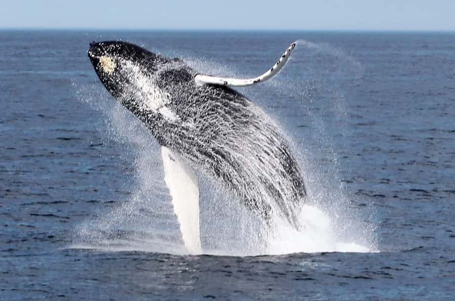 Boa Vista: Whale Watching Trip with Motoryacht - Boarding the motoryacht and meeting the crew