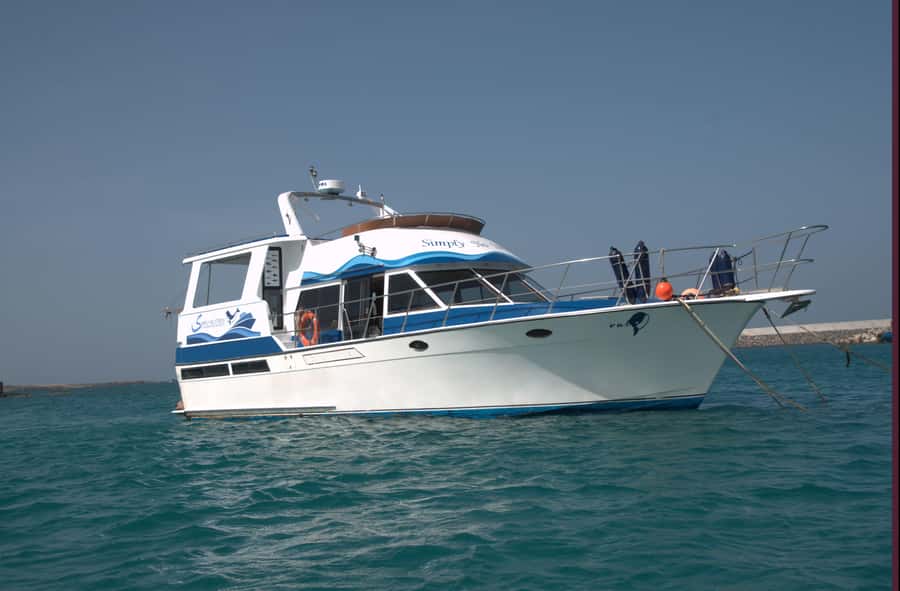Boa Vista: Whale Watching Trip with Motoryacht - What you might actually see