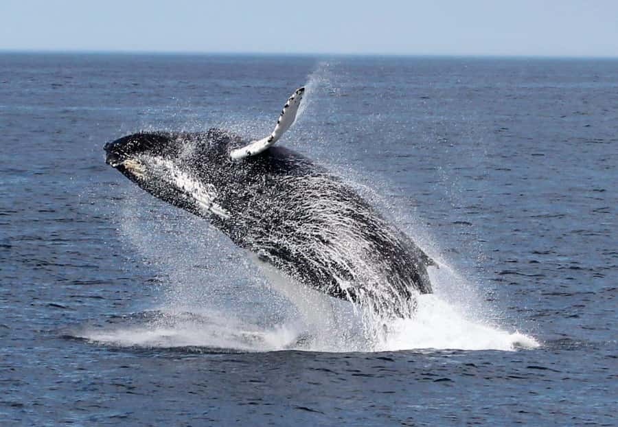 Boa Vista: Whale Watching Trip with Motoryacht - Comfort, safety, and who should skip it