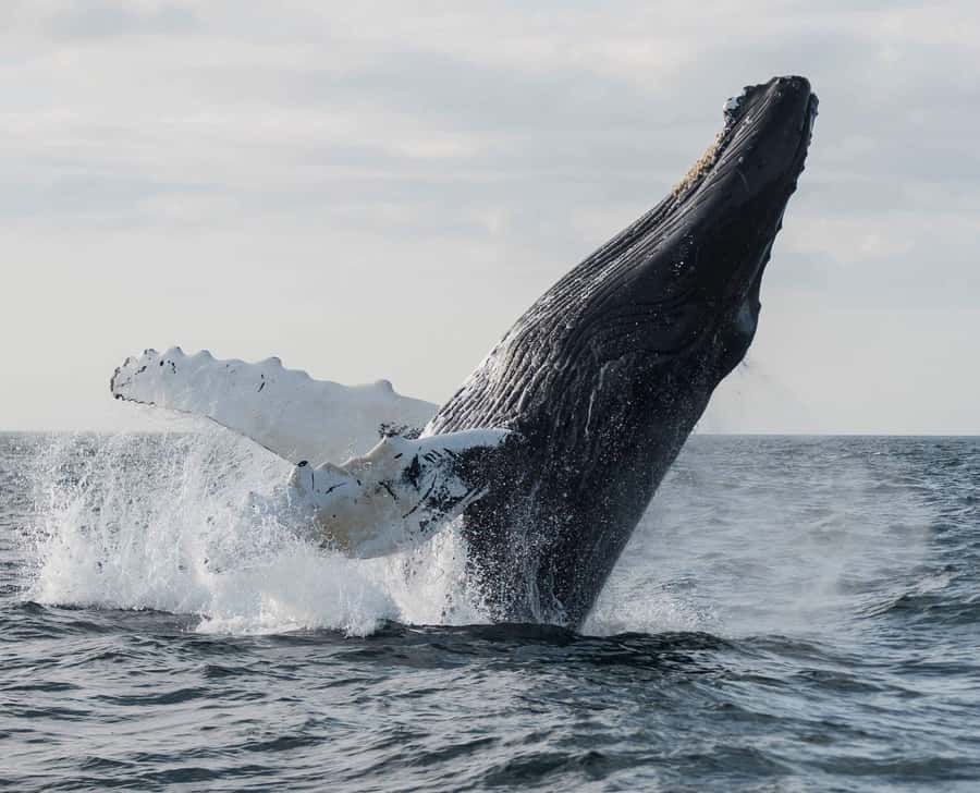 Boa Vista: Whale Watching Trip with Motoryacht - From your hotel to the port at Sal Rei