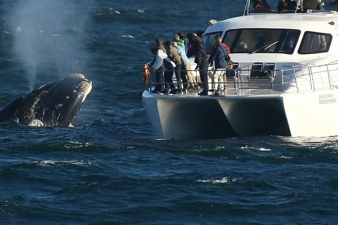 Boat Based Whale Watching from Hermanus - Key things to know before booking