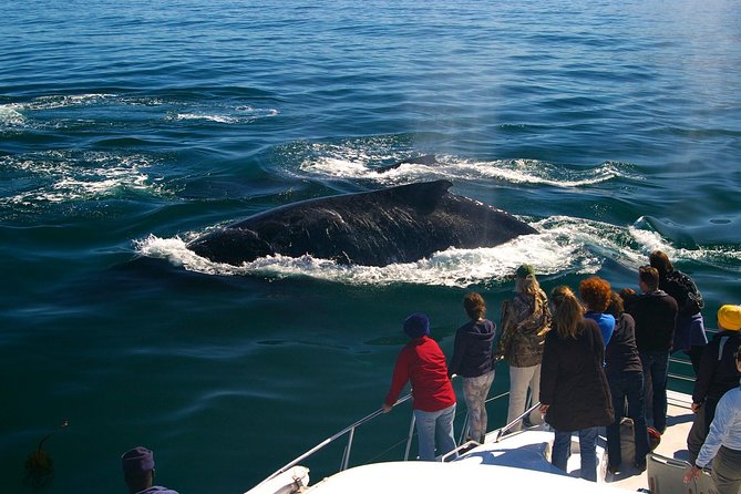 Boat Based Whale Watching from Hermanus - Walking the jetty to the purpose-built catamaran