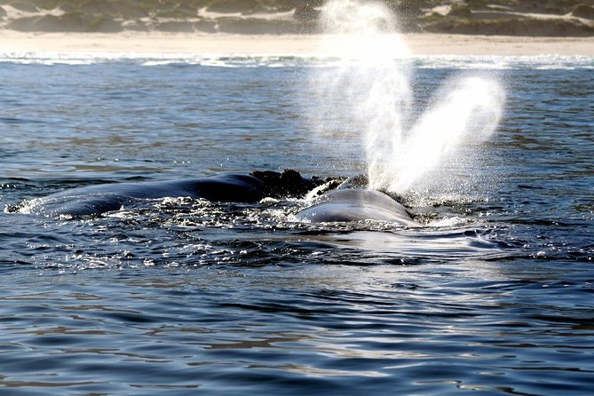 Boat Based Whale Watching from Hermanus - Learning from the whale specialist on board
