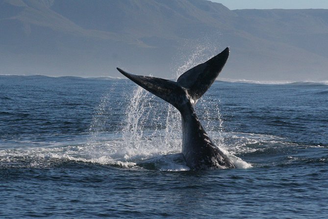 Boat Based Whale Watching from Hermanus - Dolphins, seals, and seabirds add variety