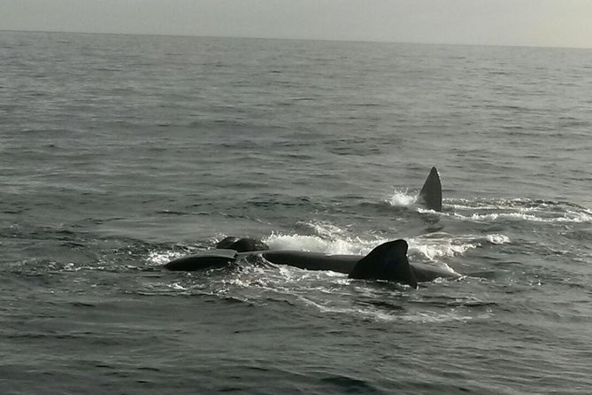 Boat Based Whale Watching from Hermanus - A two-hour outing with light refreshments