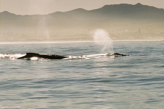 Boat Based Whale Watching from Hermanus - How the $91.45 price measures up