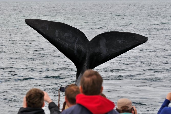 Boat Based Whale Watching from Hermanus - The land briefing before the boat