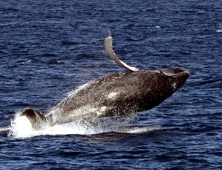 Boavista: Whale Watching half day trip - Two Hours of Searching Around Boa Vista