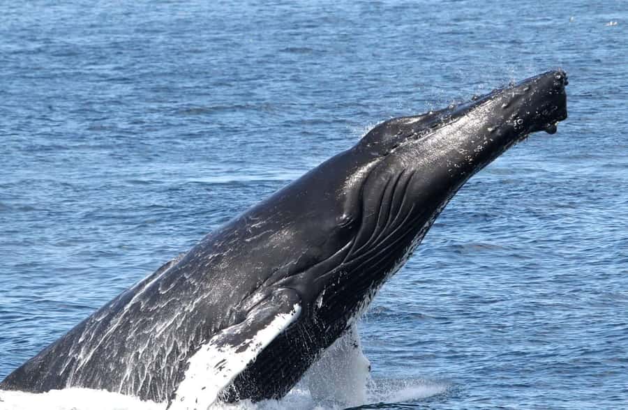 Boavista: Whale Watching half day trip - What the Reviews Tell You About the Ride