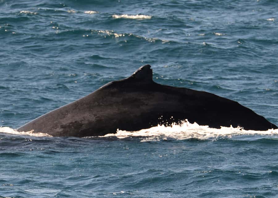 Boavista: Whale Watching half day trip - Who Should Book This Zodiac Trip?