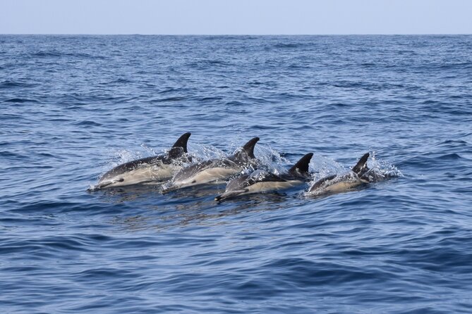 Bonadea II Ecological Whale Watching, 2 hours - A small boat changes the whole experience
