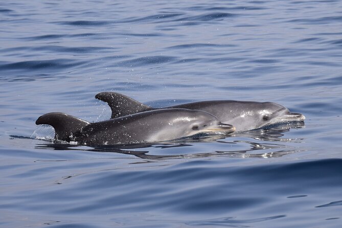 Bonadea II Ecological Whale Watching, 2 hours - Pilot whales, dolphins, turtles, and seabirds