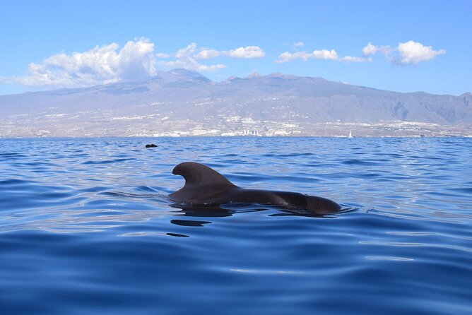 Bonadea II Ecological Whale Watching, 2 hours - What the ride feels like for families and mixed groups