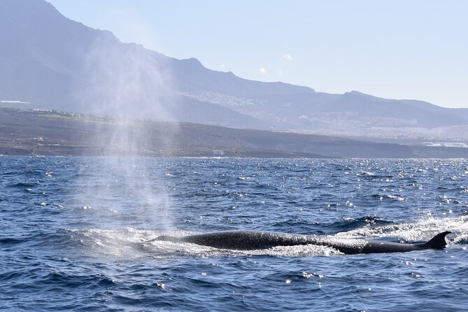 Bonadea II Ecological Whale Watching, 2 hours - Is $78.64 a fair price?
