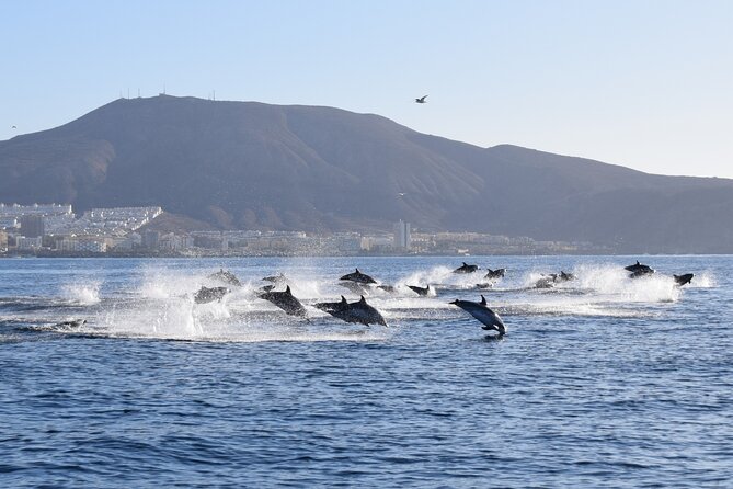 Bonadea II Ecological Whale Watching, 2 hours - Booking rules worth knowing
