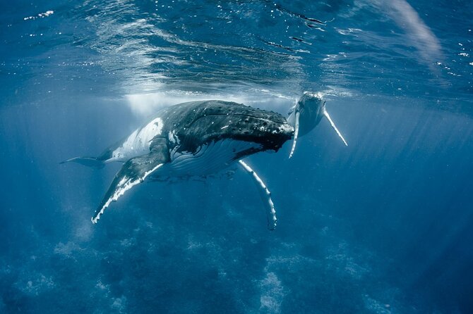 Bora Bora Whale Watching - What the 3.5-hour whale search is really like