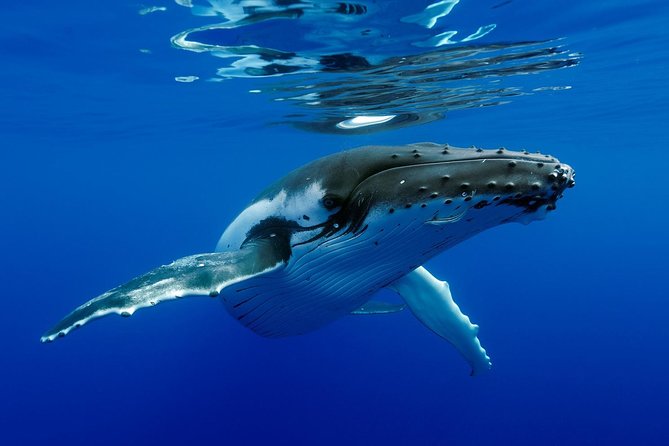 Bora Bora Whale Watching - What you might see besides whales