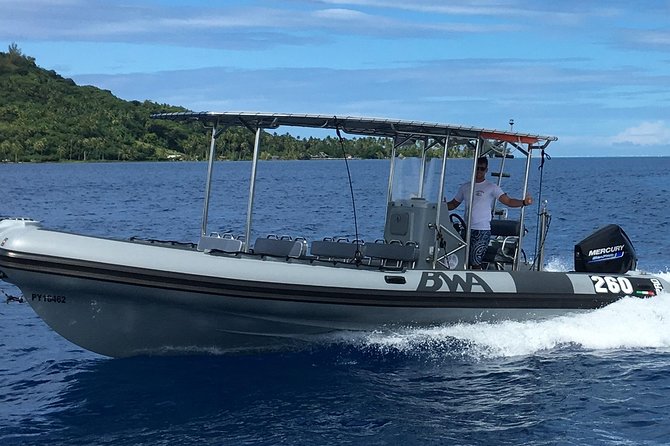 Bora Bora Whale Watching - Swimming with whales, the part you should understand clearly