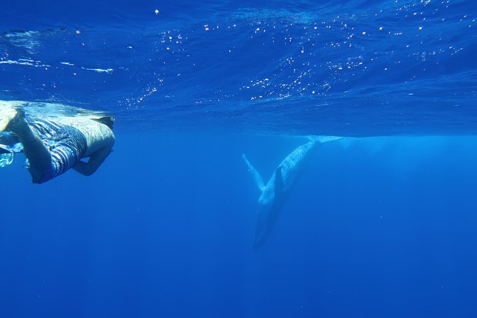 Bora Bora Whale Watching - Weather, cancellation, and practical planning
