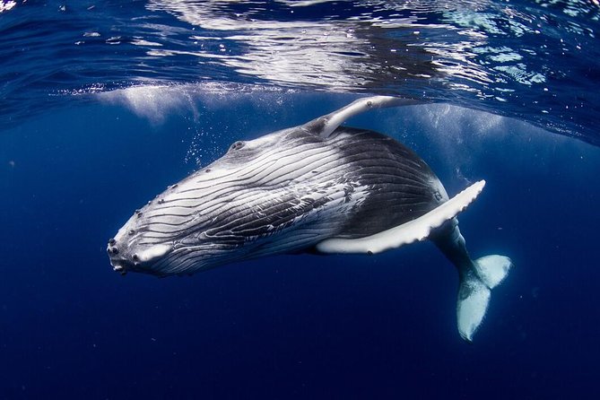 Bora Bora Whale Watching - Who will enjoy this most?