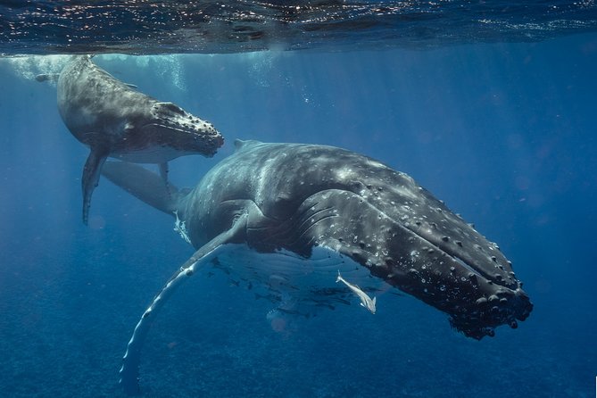 Bora Bora Whale Watching - Using the hydrophone to find humpbacks