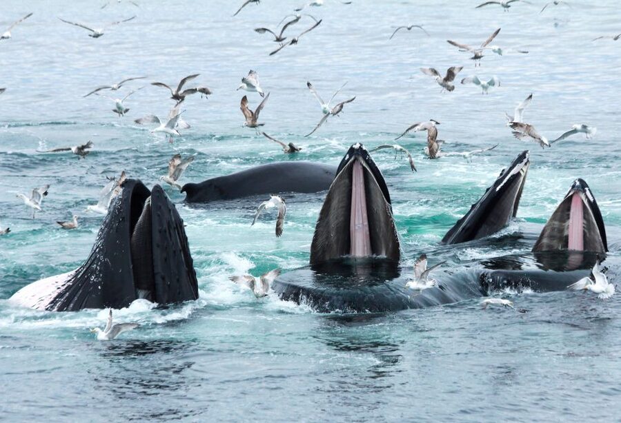 Boston: City Cruises Whale Watching Cruise - My practical verdict