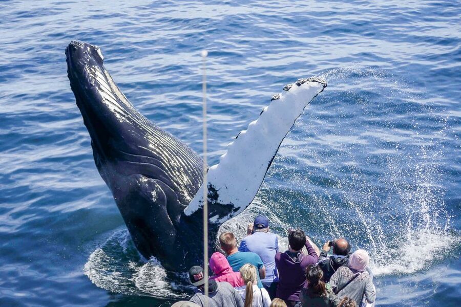 Boston: City Cruises Whale Watching Cruise - The New England Aquarium Naturalists add context