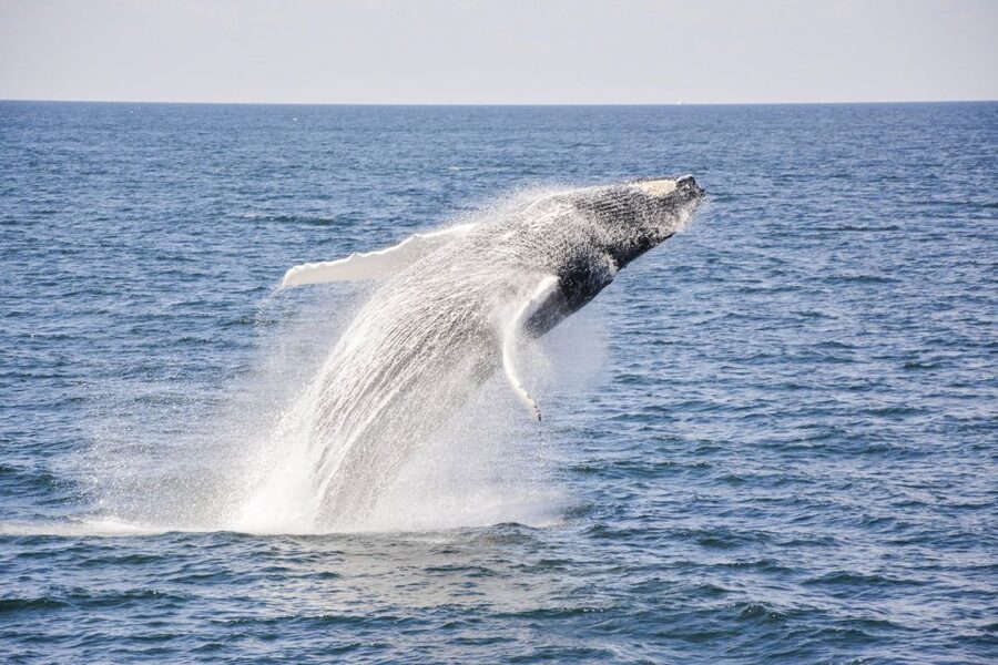 Boston: City Cruises Whale Watching Cruise - What the boat is like for a long day at sea