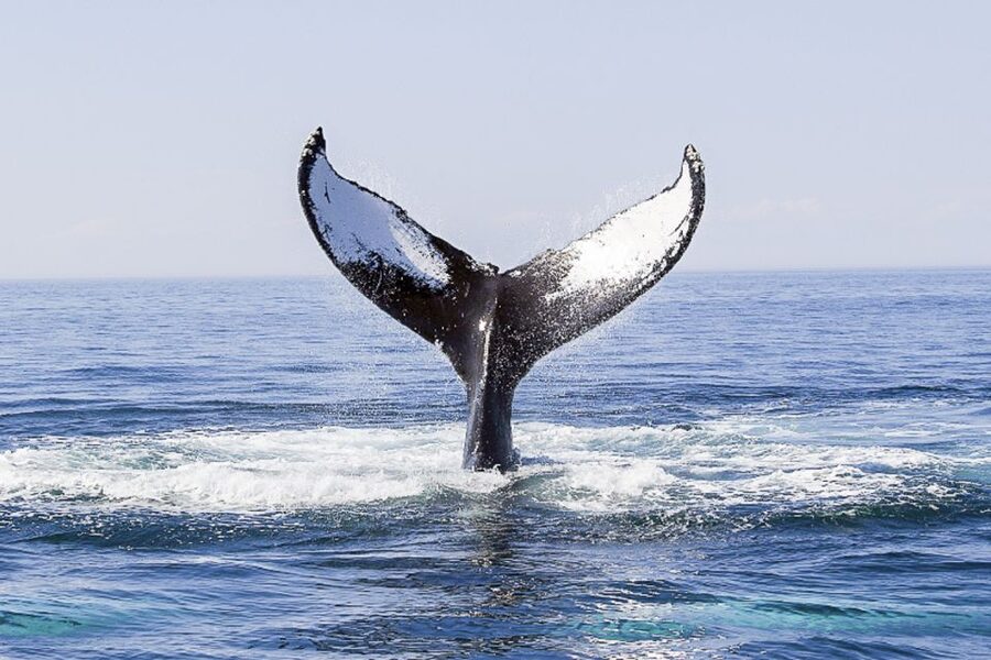 Boston: City Cruises Whale Watching Cruise - Whale sightings are thrilling because they are unpredictable