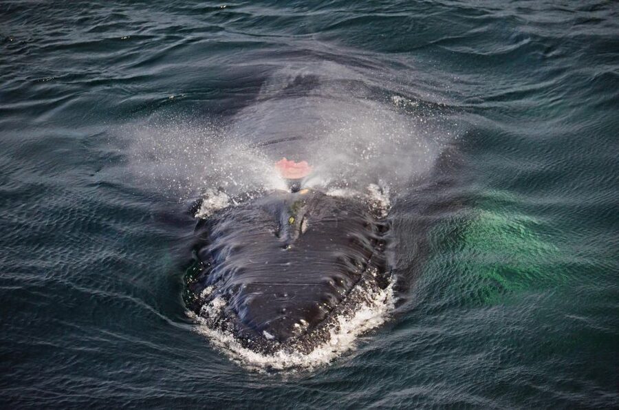 Boston: City Cruises Whale Watching Cruise - Weather, waves, and what to pack