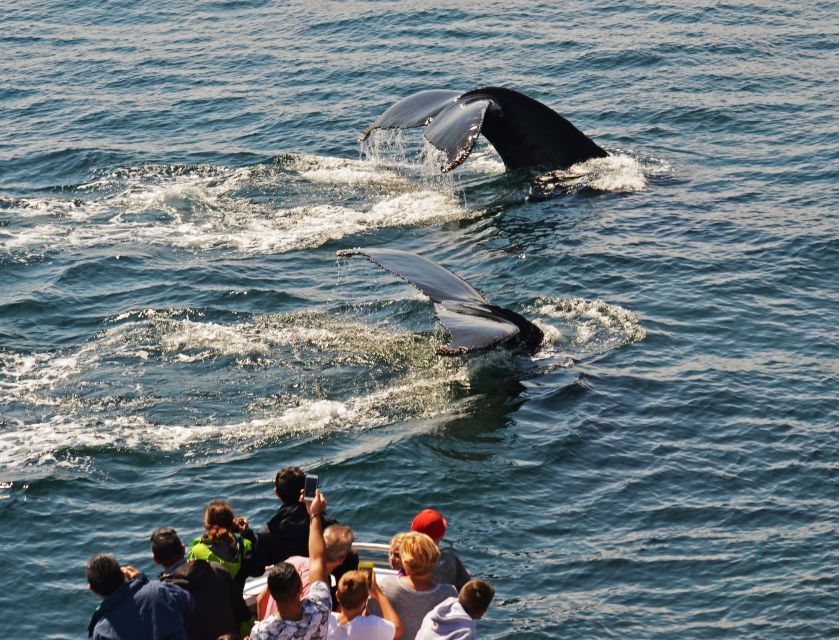 Boston: City Cruises Whale Watching Cruise - Is $85 a fair price?