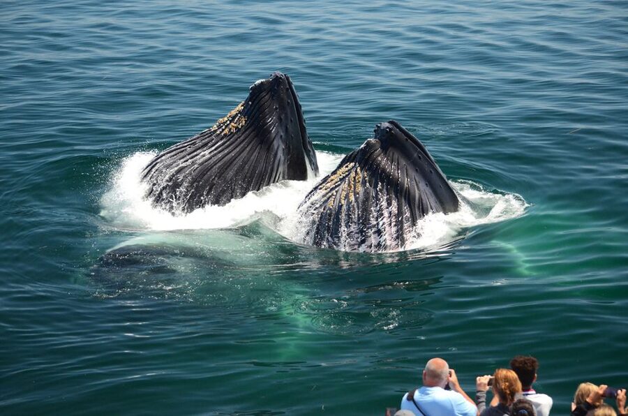 Boston: City Cruises Whale Watching Cruise - Who should book this Boston whale watch?