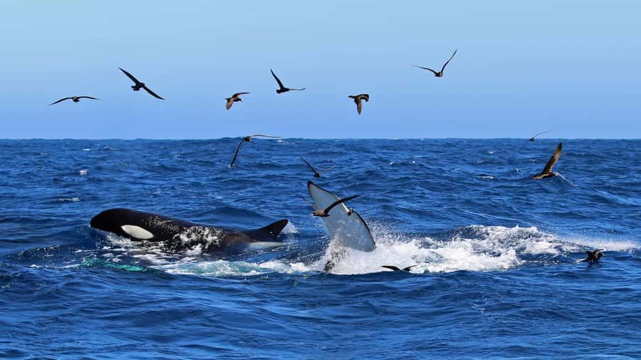 Bremer Bay: Bremer Canyon Killer Whale Expedition - Key points to know before you book