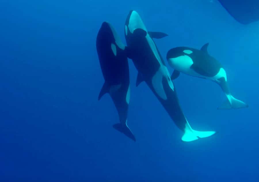 Bremer Bay: Bremer Canyon Killer Whale Expedition - Why Bremer Bay is the place for wild orcas