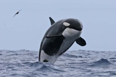 Bremer Bay: Bremer Canyon Killer Whale Expedition